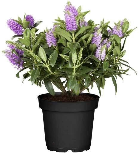Landgard Hebe Andersonova (Hebe x andersonii) "All Blooms" pr. 10,5 cm nakoupit u OBI