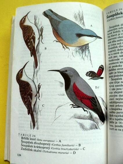 🐦 Naši pěvci Ptáci Brkoslav Konipas Brhlík Sýkora modřinka (1984) 🐦 | Aukro