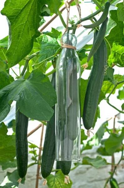 A cucumber straightener in action. 