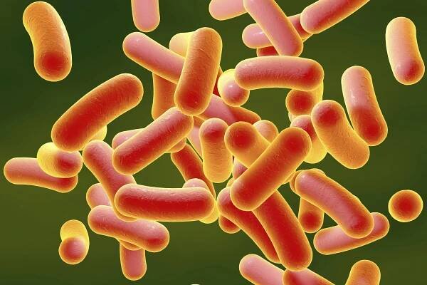 Illustration of rod-shaped bacteria. Rod-shaped bacteria include Escherichia coli, Salmonella, Shigella, Klebsiella, Citrobacter, Enterobacter, Yersinia pestis, Pseudomonas aeruginosa, Legionella pneumophila and Mycobacterium tuberculosis species.