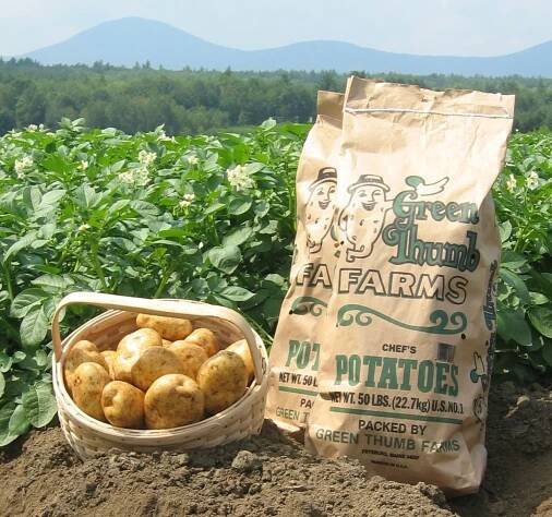 Hot Potato Salad | Green Thumb Farms