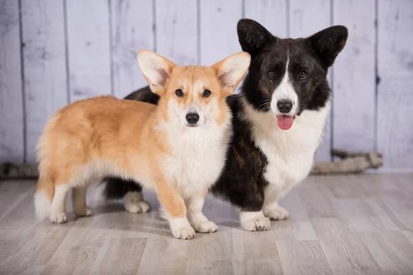 Co je lepší: Welsh Corgi cardigan nebo Pembroke?