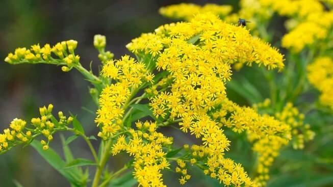 Zlatobýl kanadský (Solidago canadensis)