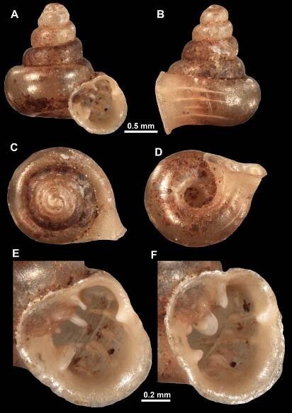 A new start? Revision of the genera Anauchen, Bensonella, Gyliotrachela and Hypselostoma (Gastropoda, Eupulmonata, Hypselostomatidae) of Southeast Asia with description of 46 new species