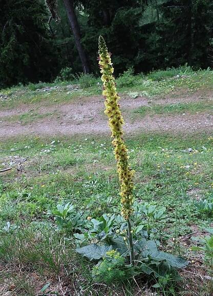 Divizna alpská - Verbascum alpinum