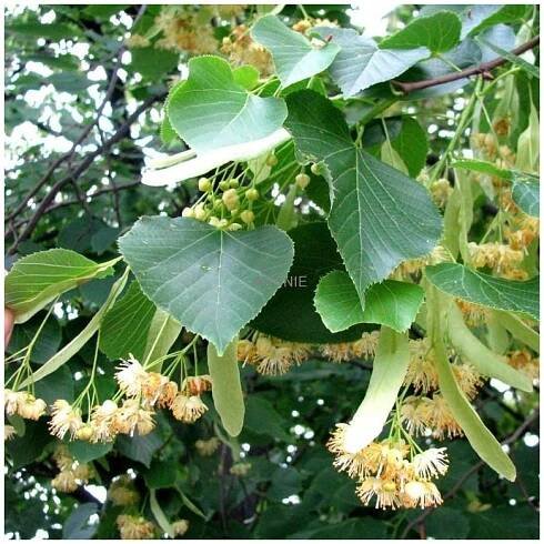 Lípa srdčitá - Tilia cordata - ok 12/14  Původní stromy