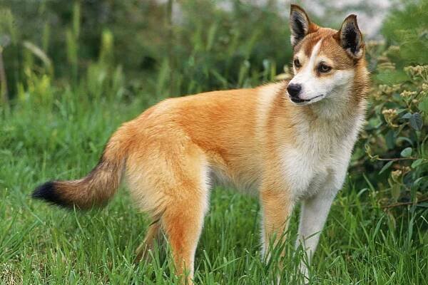 Lundehund — Stock obrázek