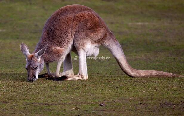 AUSTRÁLIE - NOVÝ ZÉLAND - Poznávací zájezdy - Austrálie | Nejlepší zájezdy - last minute dovolená a hotely