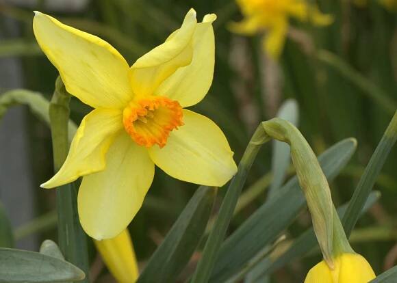15 stuks historische oude narcissen - Hortus Bulborum