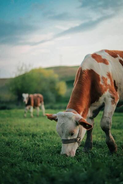bezplatná Základová fotografie zdarma na téma bos taurus, bukolický, chov hospodářských zvířat Základová fotografie