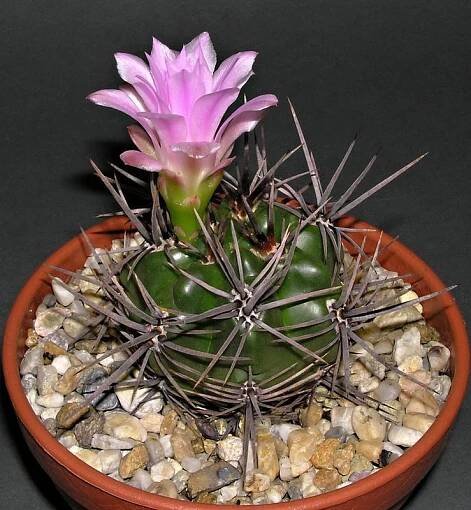 Gymnocalycium monvillei subsp. horridispinum