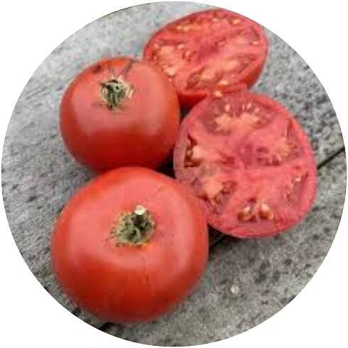 2025 PLANTS – Amy's Veg Patch