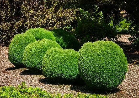 Teddy Arborvitae