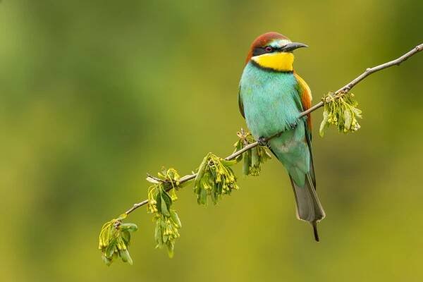 Vlha pestrá (Merops apiaster) | Včelí postrach v duhovém kabátku