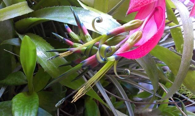 Soubor:Billbergia Nutans Bromeliad.jpg