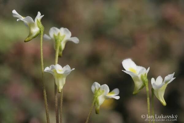 Tučnice alpská - Pinguicula alpina