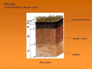 Vrstvy půdy - půda se skládá z několika vrstev povrchová vrstva spodní vrstva podloží Řez půdou