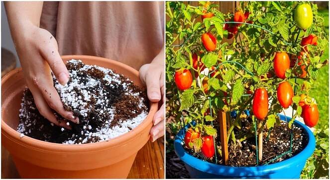 The Perfect Potting Soil Mix For Growing Tomatoes In Pots