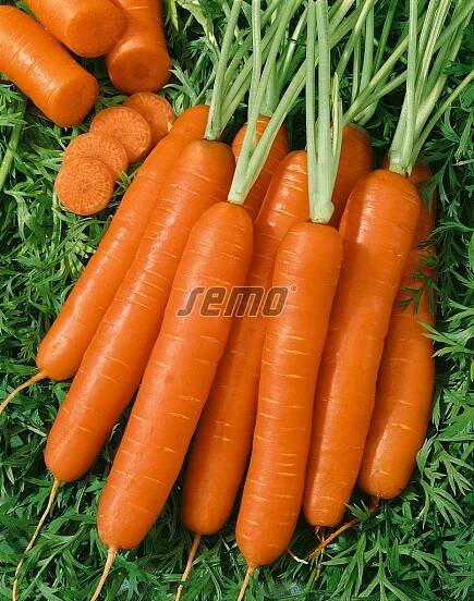 PROFI, Zelenina SEMO - Mrkev obecná Jitka F1, p2262

