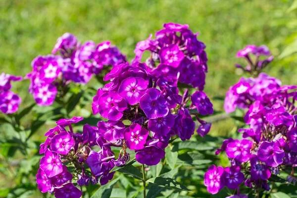 Pflanz- und Pflegetipps für Phlox im Garten