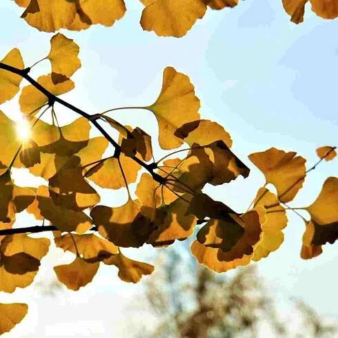 10 Popular Cone Bearing Plants For Your Garden: An Illustrated List