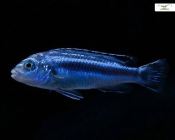 2 x steel blue Johanni Maingano Melanochromis cyaneorhabdos (johannii Maingano ) - pair