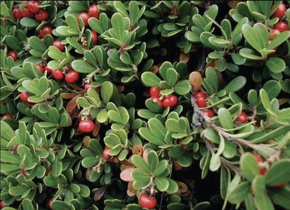Soubor:Arctostaphylos-uva-ursi.JPG – Wikipedie
