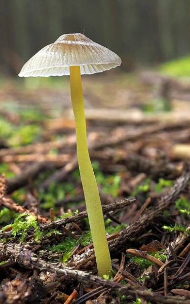 helmovka slizká – Mycena epipterygia, Kladensko - foto: Martin Petrák