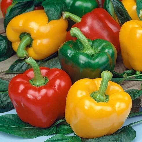 Paprika Granova zeleno-žlutá zralá červená semena papriky zeleniny