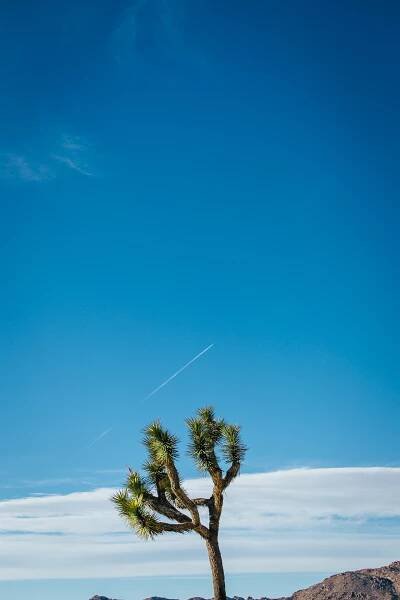 Travel: Joshua Tree – amanda palmer