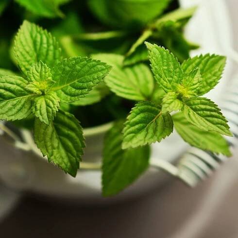 Peppermint