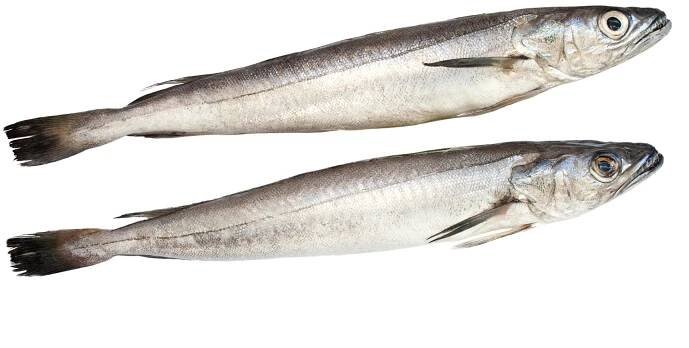 European hake fish isolated over white background