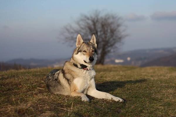 Náš první srpnový týden | Amee z Březovské samoty – Československý vlčák
