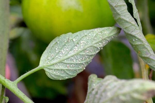 larvy a pupeny glasshouse whitefly (trialeurodes vaporariorum) na spodní straně listů rajčat. je to v současné době důležitý zemědělský škůdce. - molice - stock snímky, obrázky a fotky