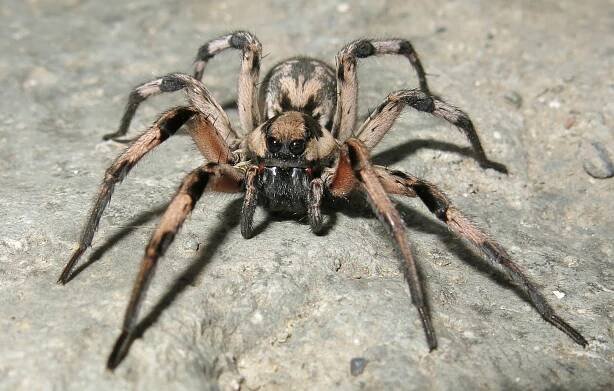 Lycosa