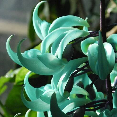 Jade Vine | Strongylodon macrobotrys