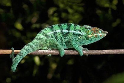 Chameleon panter (Furcifer pardalis) samec Nosy Be.jpg