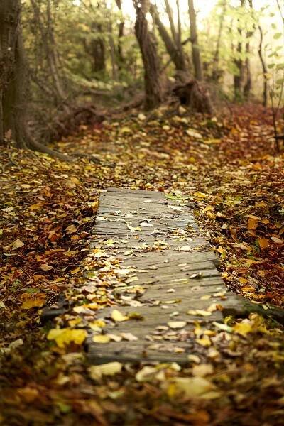 Creative photography woodland path