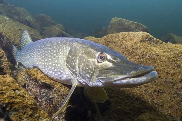 Free Fishing Gear Giveaways