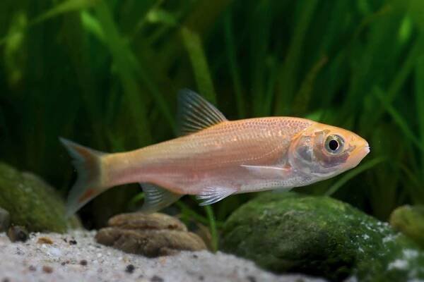 Goldorfe - Leuciscus idus