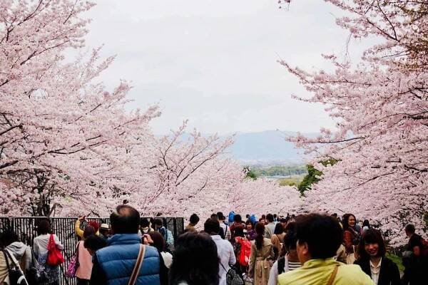 Tips for Visiting Japan During the Sakura Season / E-lyn Tham