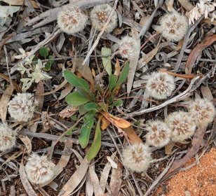 Know Our Plants | …for friends of the State Herbarium of South Australia
