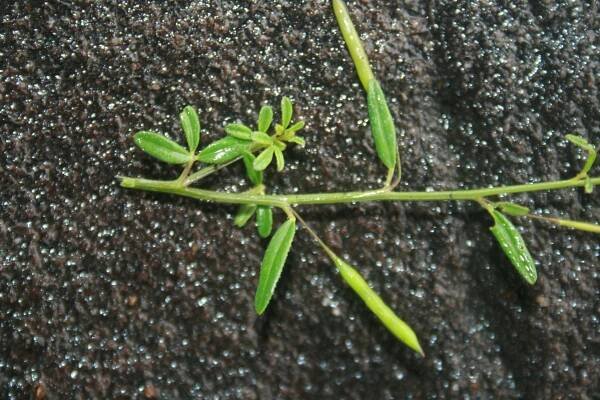 Cleome aspera – eFlora of India