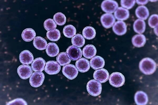 Bakterie rezistentní na meticilin Staphylococcus aureus MRSA, multirezistentní bakterie, 3D ilustrace — Stock obrázek