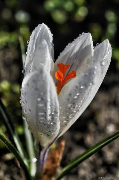 Šafrán jarní Jeanne d Arc (Crocus vernus)