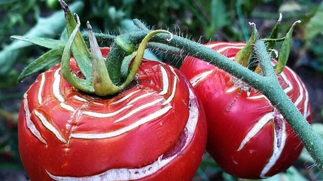 Information On What Causes Tomatoes To Split And How To Prevent Tomato Cracking