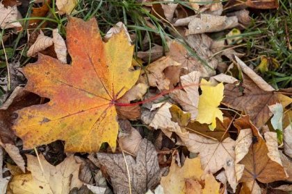 Spadané listí na zahradě: Shrabovat nebo nechat ležet pod stromy?