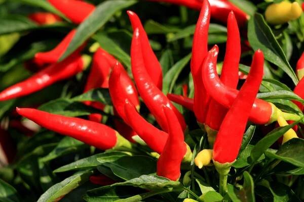 Cayenne pepper plant