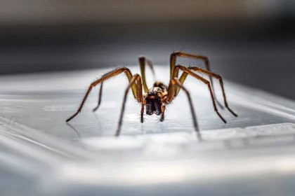 Pokud se na pavouky, kteří se potulují po vašem domově, nedíváte právě přívětivě, zkuste svůj pohled přehodnotit