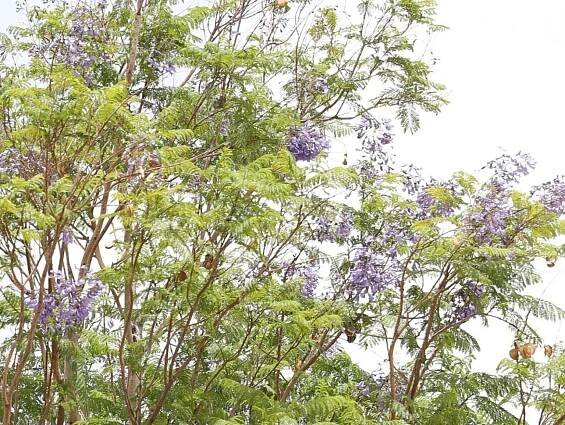 Jacaranda mimosifolia